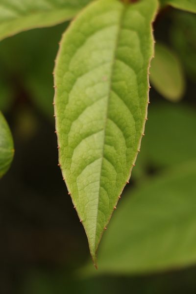 Schisandra grandiflora, photographed by Siddarth Machado