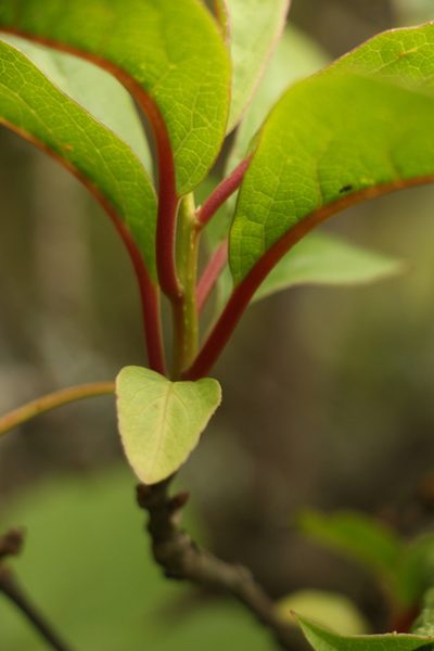 Schisandra grandiflora, photographed by Siddarth Machado