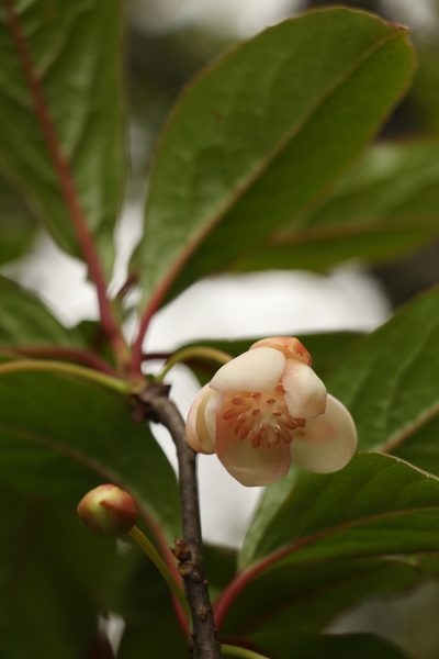 Schisandra grandiflora, photographed by Siddarth Machado
