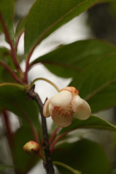 Schisandra grandiflora, photographed by Siddarth Machado