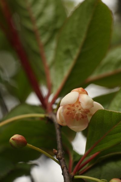 Schisandra grandiflora, photographed by Siddarth Machado