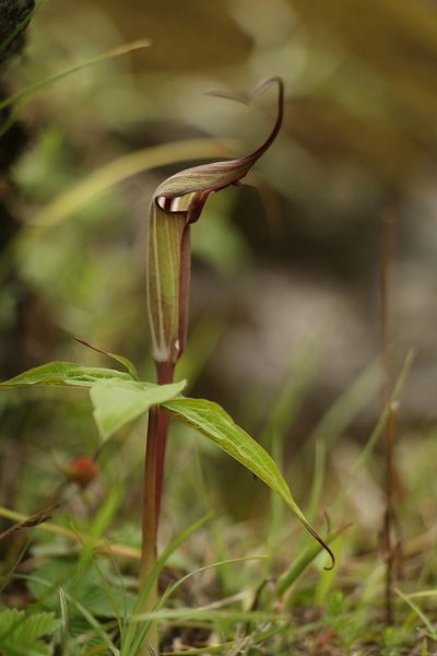 Arisaema jacquemontii, photographed by Siddarth Machado
