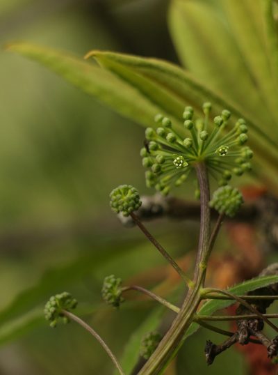 Panax pseudoginseng, photographed by Siddarth Machado
