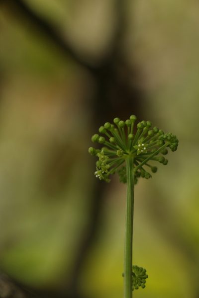 Panax pseudoginseng, photographed by Siddarth Machado