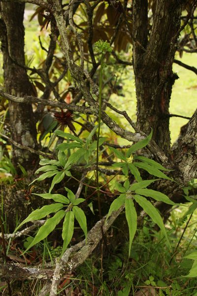 Panax pseudoginseng, photographed by Siddarth Machado
