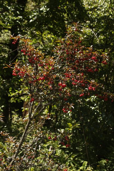 Enkianthus deflexus, photographed by Siddarth Machado