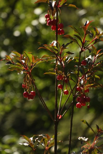Enkianthus deflexus, photographed by Siddarth Machado
