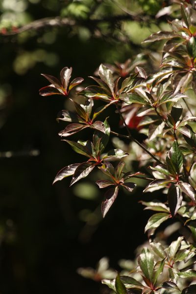 Enkianthus deflexus, photographed by Siddarth Machado
