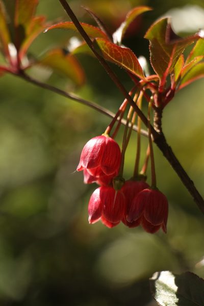 Enkianthus deflexus, photographed by Siddarth Machado