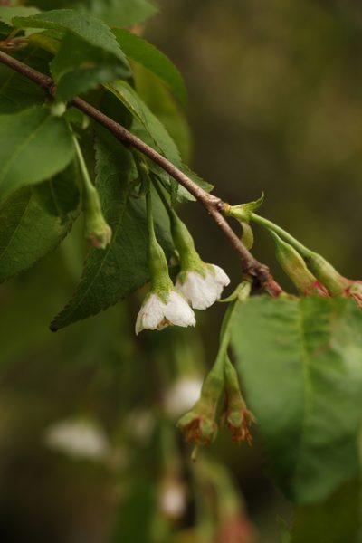Prunus rufa, photographed by Siddarth Machado