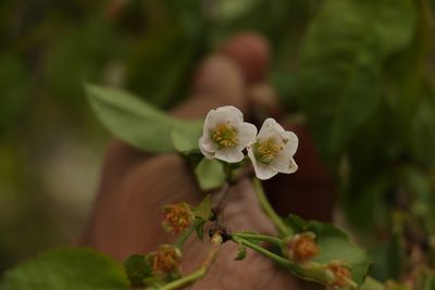 Prunus rufa, photographed by Siddarth Machado