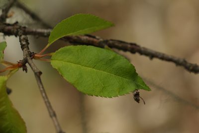 Prunus rufa, photographed by Siddarth Machado