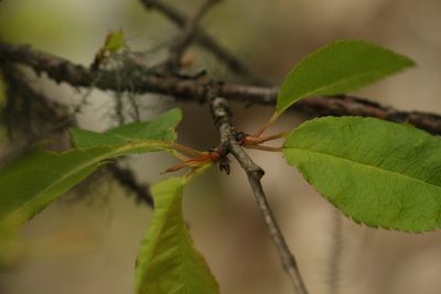 Prunus rufa, photographed by Siddarth Machado