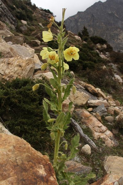 Meconopsis paniculata, photographed by Siddarth Machado