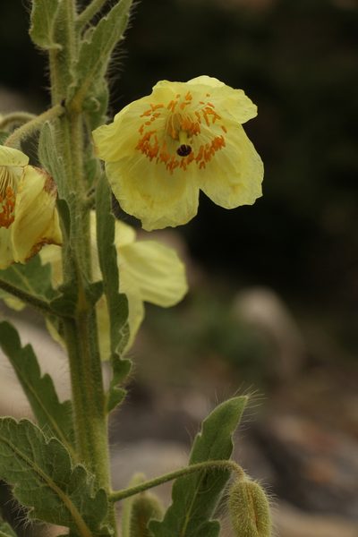 Meconopsis paniculata, photographed by Siddarth Machado