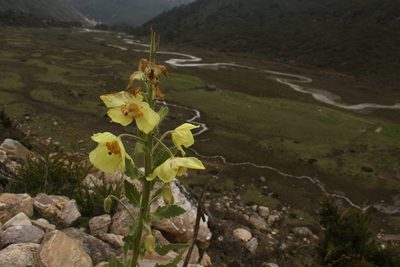 Meconopsis paniculata, photographed by Siddarth Machado
