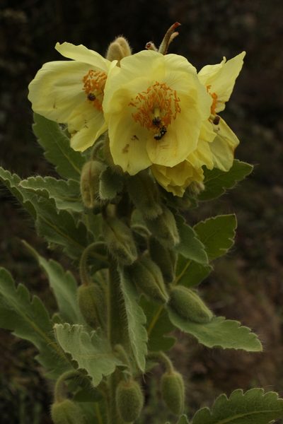 Meconopsis paniculata, photographed by Siddarth Machado