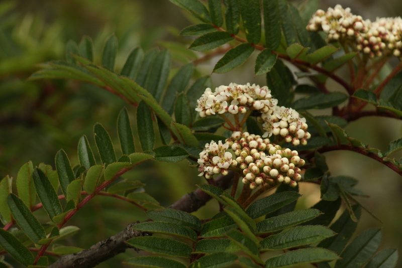 Sorbus microphylla, photographed by Siddarth Machado