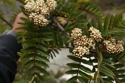 Sorbus microphylla, photographed by Siddarth Machado