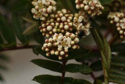 Sorbus microphylla, photographed by Siddarth Machado