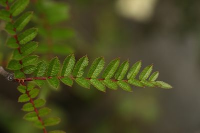 Sorbus microphylla, photographed by Siddarth Machado