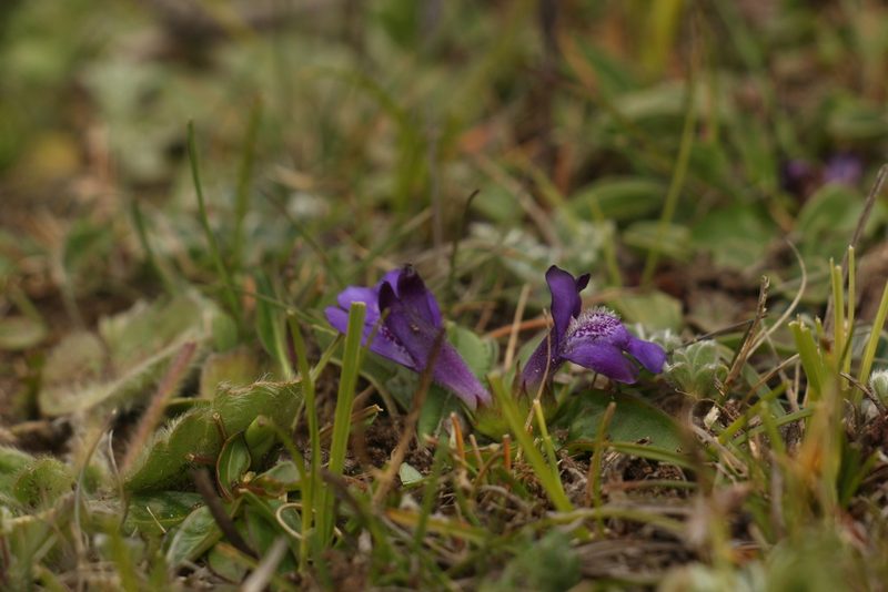 Lancea tibetica, photographed by Siddarth Machado