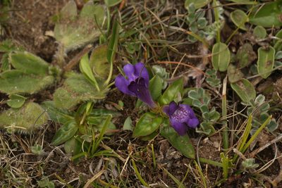 Lancea tibetica, photographed by Siddarth Machado