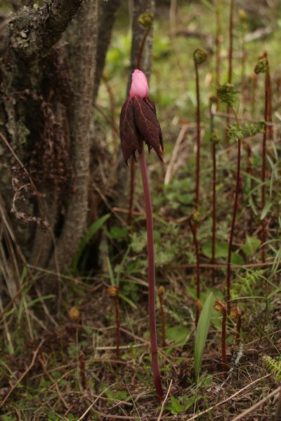 Podophyllum hexandrum, photographed by Siddarth Machado
