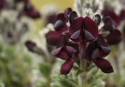 Thermopsis barbata, photographed by Siddarth Machado