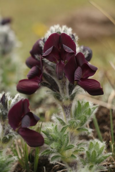 Thermopsis barbata, photographed by Siddarth Machado