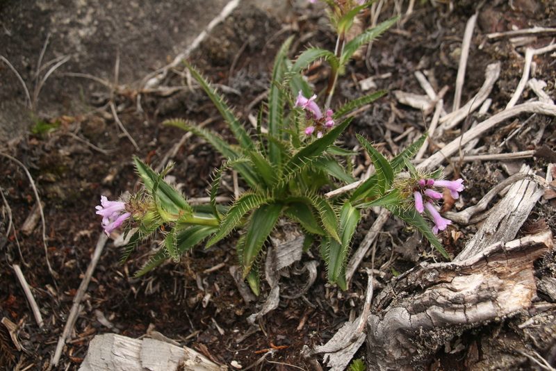 Morina nepalensis, photographed by Siddarth Machado