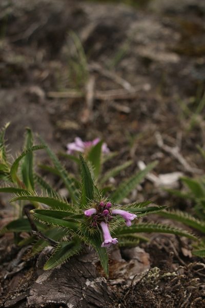 Morina nepalensis, photographed by Siddarth Machado
