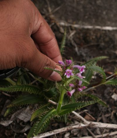 Morina nepalensis, photographed by Siddarth Machado