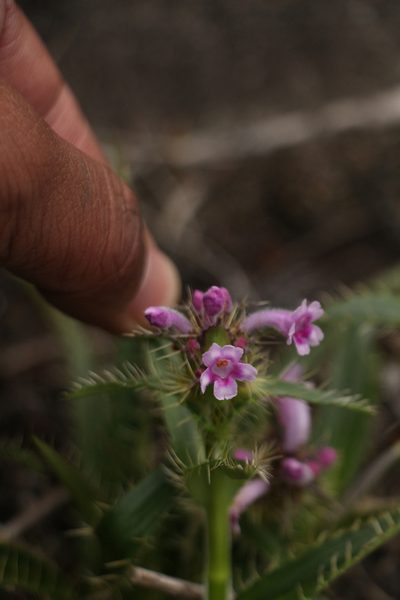 Morina nepalensis, photographed by Siddarth Machado