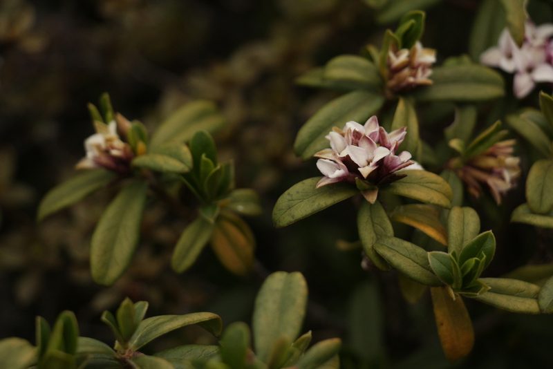 Daphne retusa, photographed by Siddarth Machado