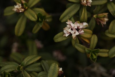 Daphne retusa, photographed by Siddarth Machado