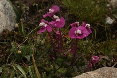 Pedicularis siphonantha, photographed by Siddarth Machado
