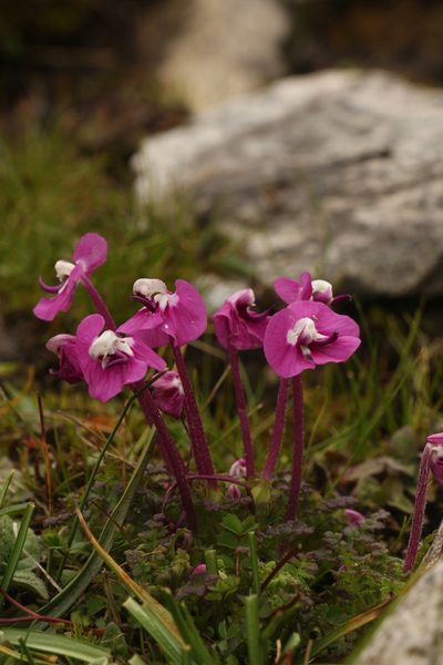Pedicularis siphonantha, photographed by Siddarth Machado