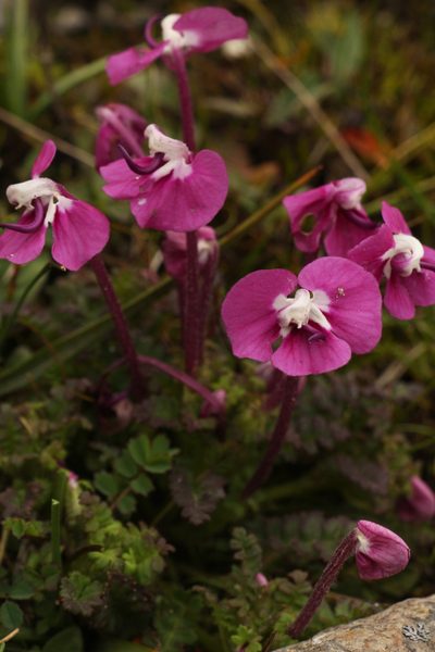 Pedicularis siphonantha, photographed by Siddarth Machado