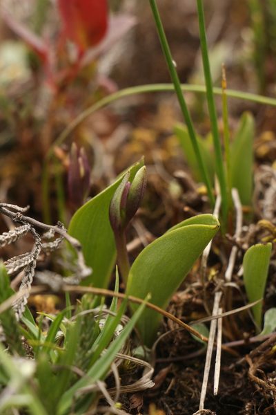 Galearis spathulata, photographed by Siddarth Machado