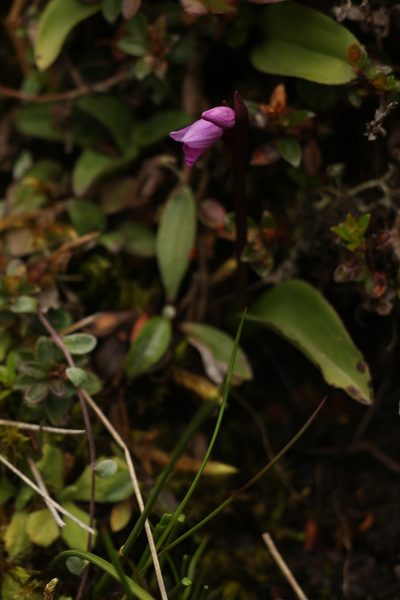 Galearis spathulata, photographed by Siddarth Machado