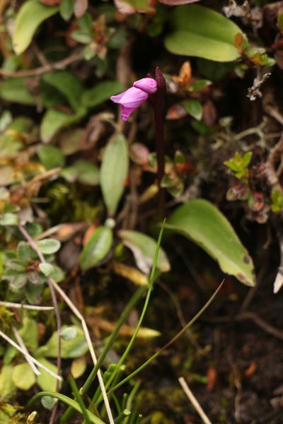 Galearis spathulata, photographed by Siddarth Machado