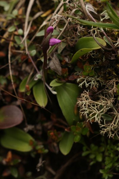 Galearis spathulata, photographed by Siddarth Machado