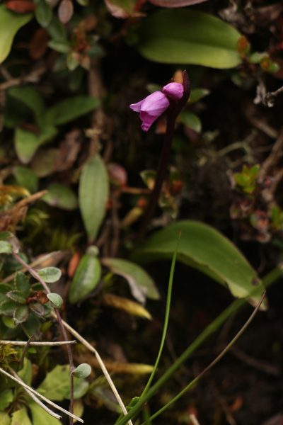 Galearis spathulata, photographed by Siddarth Machado