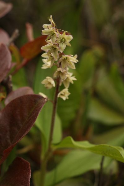 Maianthemum purpureum, photographed by Siddarth Machado
