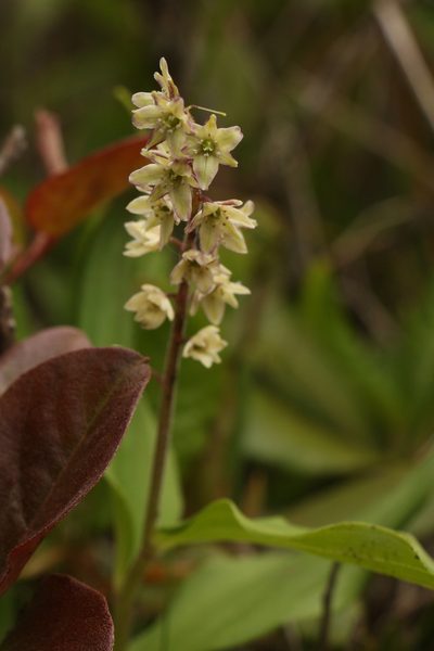 Maianthemum purpureum, photographed by Siddarth Machado