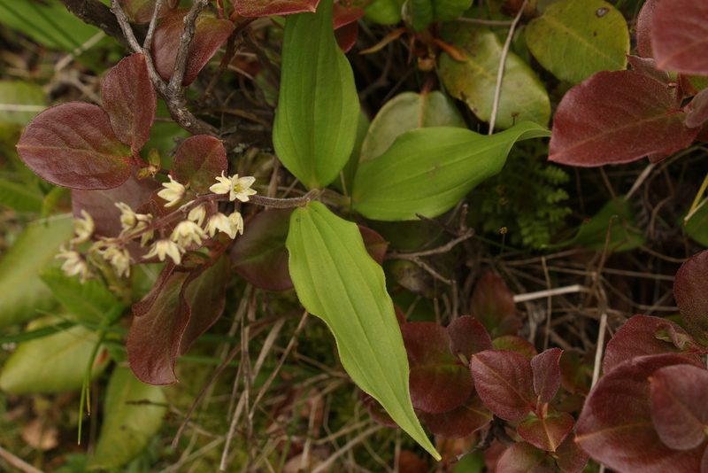 Maianthemum purpureum, photographed by Siddarth Machado