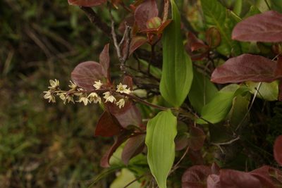 Maianthemum purpureum, photographed by Siddarth Machado