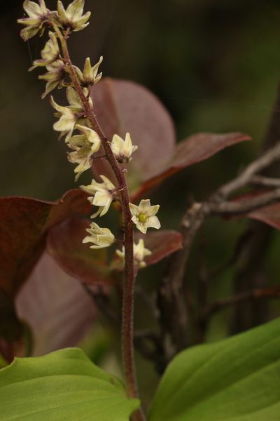 Maianthemum purpureum, photographed by Siddarth Machado
