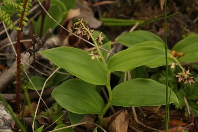 Maianthemum purpureum, photographed by Siddarth Machado